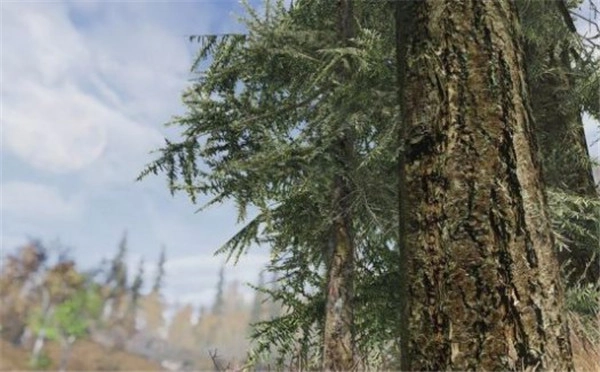 《上古卷轴5特别版》4K树木材质Mod
