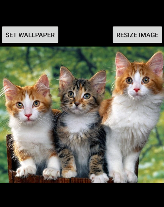 小猫壁纸图1