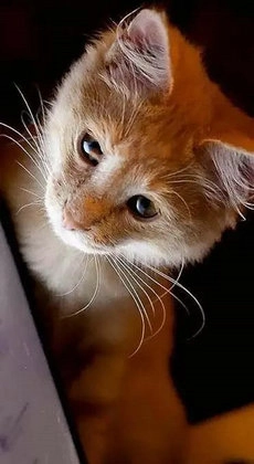 小猫壁纸图4