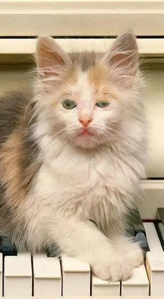 小猫壁纸图2