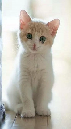 小猫壁纸图3