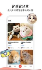 猫猫社免费版图2