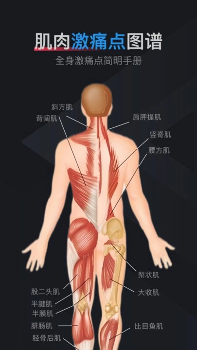 肌肉激痛点图谱手机版图1