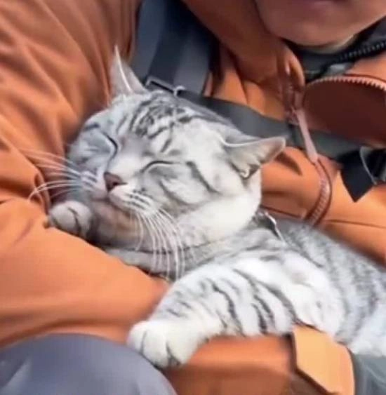 “网红小猫被游客误认‘被困’反复救下山主人：已给它挂上专属吊牌”