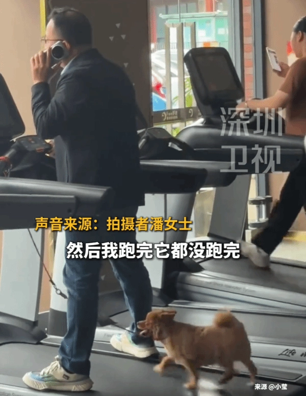 小狗在跑步机上狂奔50分钟，主人仅在一旁陪伴，网友调侃：这卡办得值了