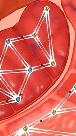 人体细胞连接游戏