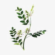 中药植物百科直装版