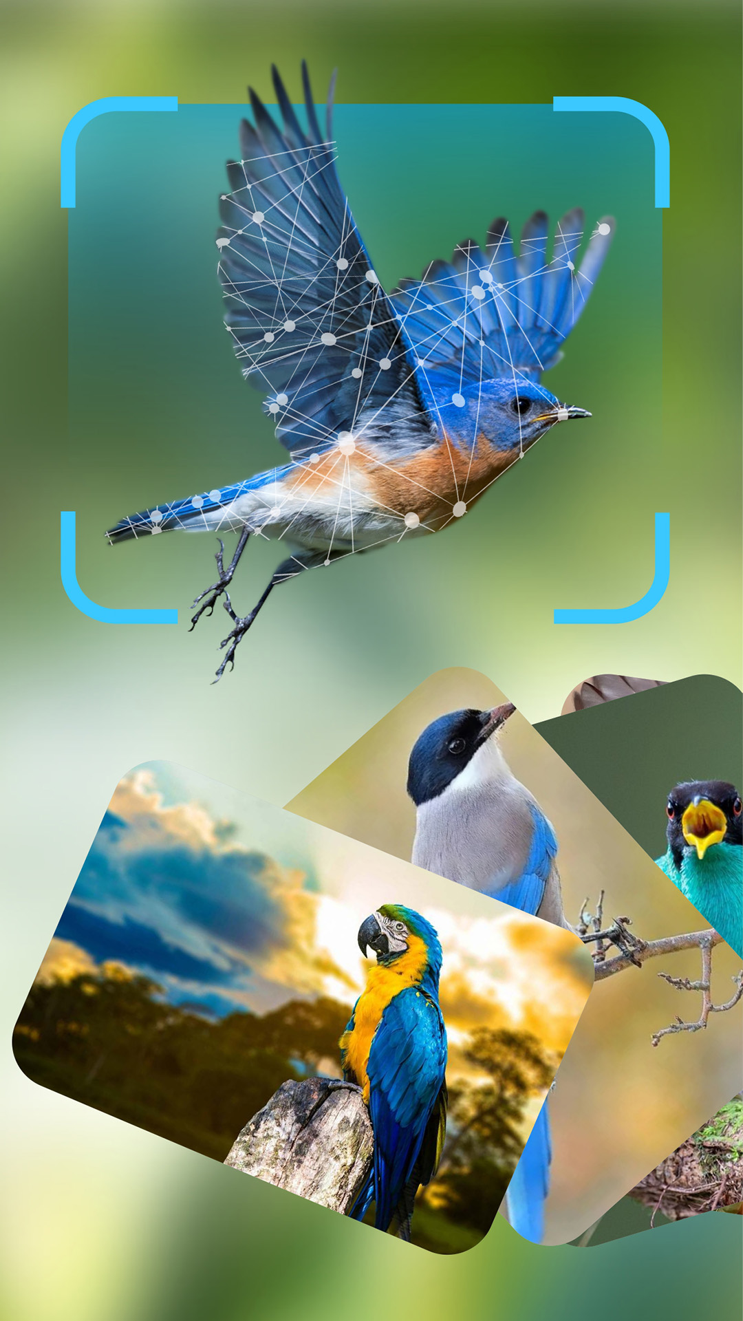 BirdLover最新免费版图4