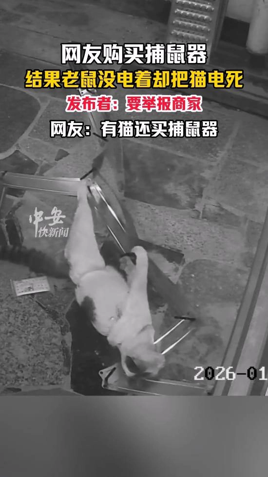 网友买捕鼠器却把自家猫电死了，打算举报商家；有网友疑惑：家里有猫为啥还要买捕鼠器