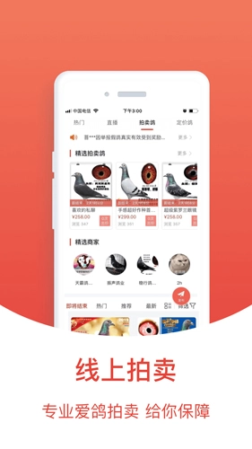 搜鸽天下图1