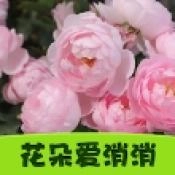 花朵爱消消直装版