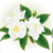 解语茶花官方正版