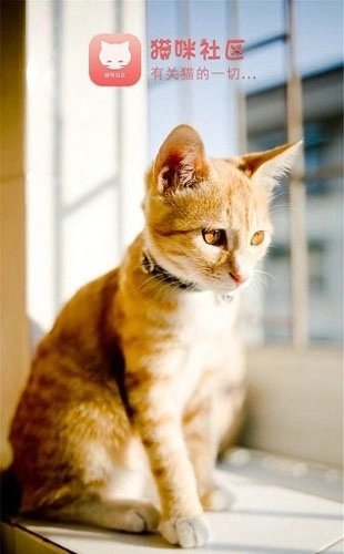 猫咪社区通用版图1