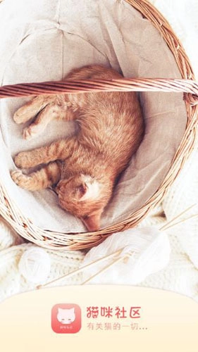 猫咪社区通用版图2