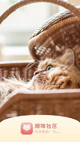 猫咪社区通用版图3