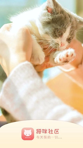 猫咪社区通用版图4