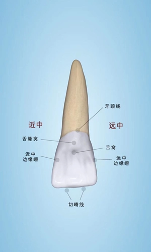 口腔图谱直装版图3