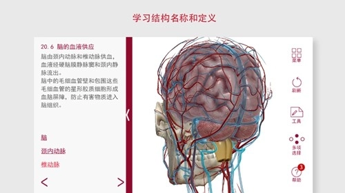 解剖和生理学图4