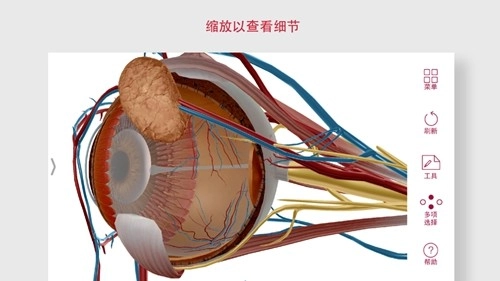 解剖和生理学图3