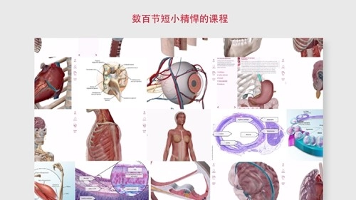 解剖和生理学图2