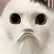 猫猫惊魂夜最新版