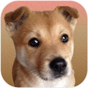 宠物连的快官方最新版