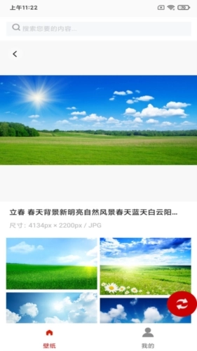 白鸽壁纸最新免费版图3