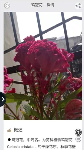 拍照识花图4