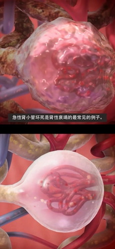 生理和病理学图3