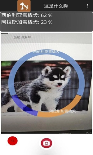 这是什么狗官方正版图1