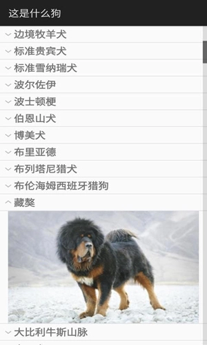 这是什么狗官方正版图2