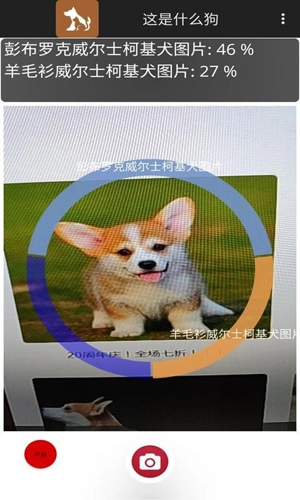 这是什么狗官方正版图3
