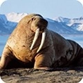 海狮模拟器手机版