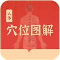 人体穴位图解免费版