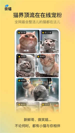 哈啰街猫免费版图3
