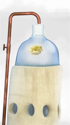 行走的老鲸鱼手游免费版图1