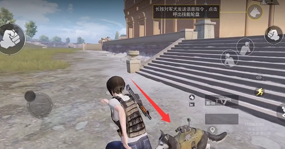 和平精英宠物狗怎么得到和平精英宠物狗要怎么用