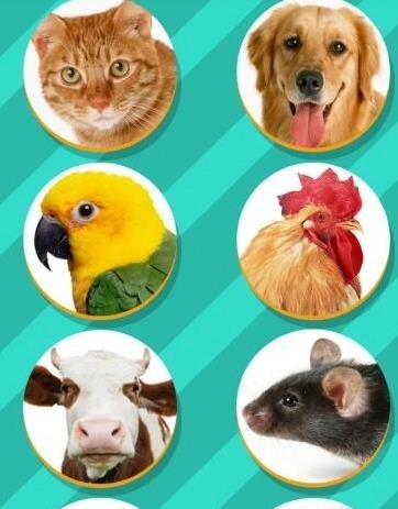 pettranslator动物语言翻译器安卓免费版图2