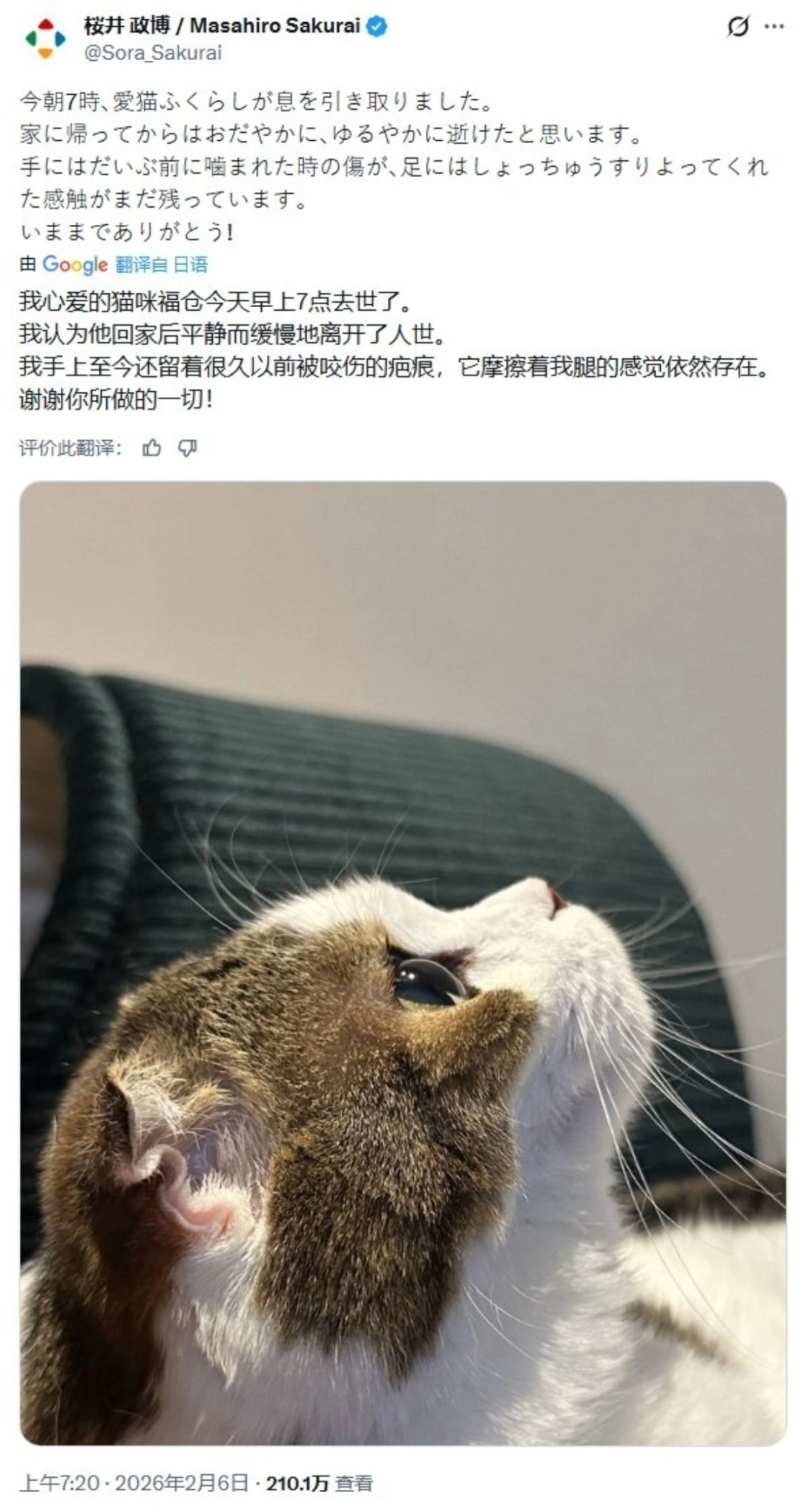 知名游戏制作人樱井政博的爱猫不幸离世，引发全球玩家集体泪目