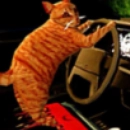 猫司机手游免费版