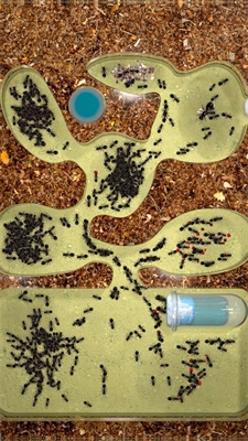 Ant Colony最新免费版