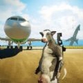 动物冒险派对模拟最新免费版