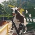 奶牛吃鸡联盟手游版