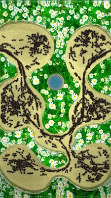Ant Colony最新免费版