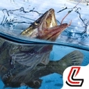 天天钓鱼手机版