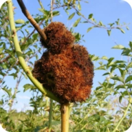 植物病害最新版