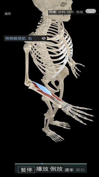 3D动态解剖免费版图1