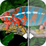 图片修复吧正版