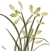 绘画板官方正版