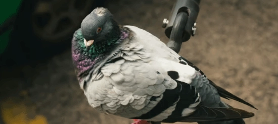 简直像科幻大片！俄罗斯企业将鸽子改造为可人为操控的活体监视工具